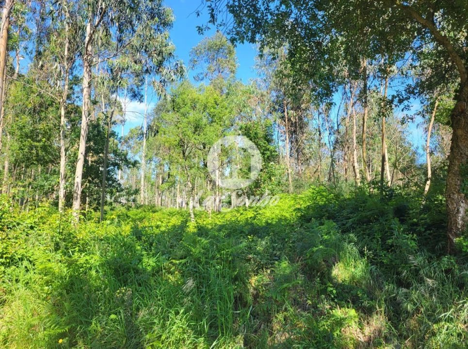 Terreno Agricola ou Rústico para Venda em Gião Foto 5