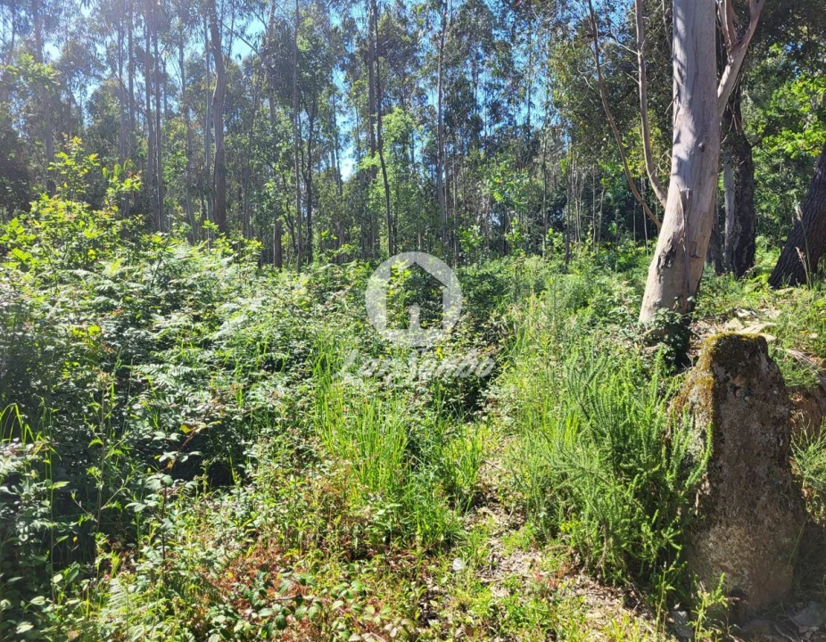 Terreno Agricola ou Rústico para Venda em Gião Foto 6