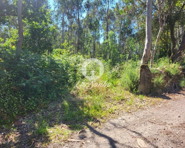 Terreno Agricola ou Rústico para Venda em Gião Foto 1