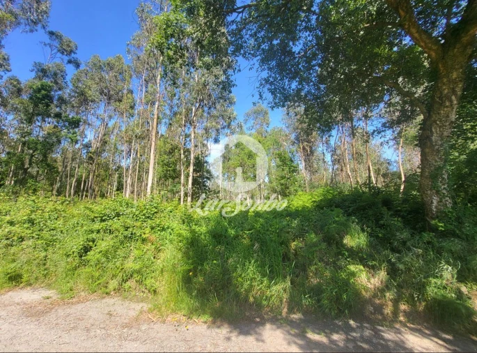 Terreno Agricola ou Rústico para Venda em Gião Foto 4