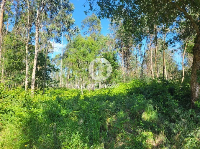 Terreno Agricola ou Rústico para Venda em Gião Foto 5
