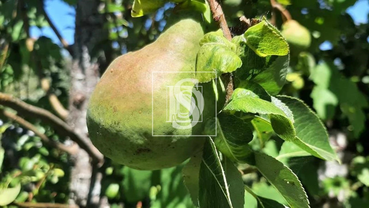 Quinta T3 para Venda em Telões Foto 6