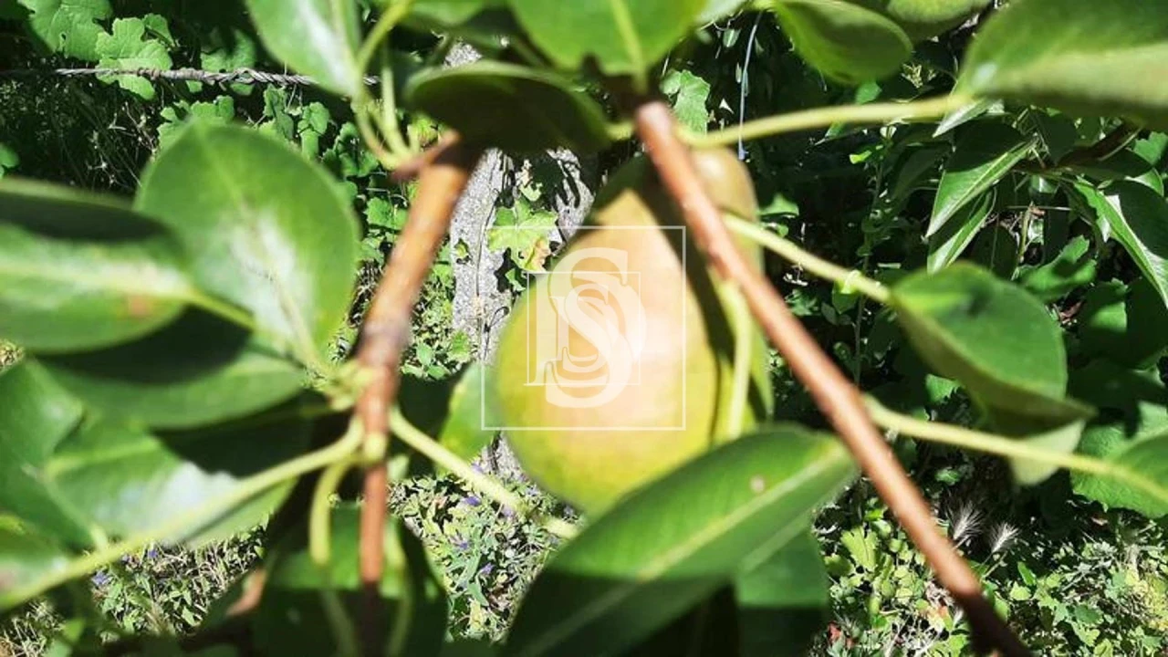 Quinta T3 para Venda em Telões Foto 18