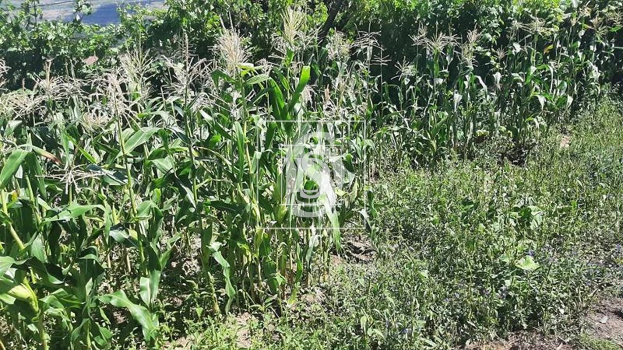 Quinta T3 para Venda em Telões Foto 5