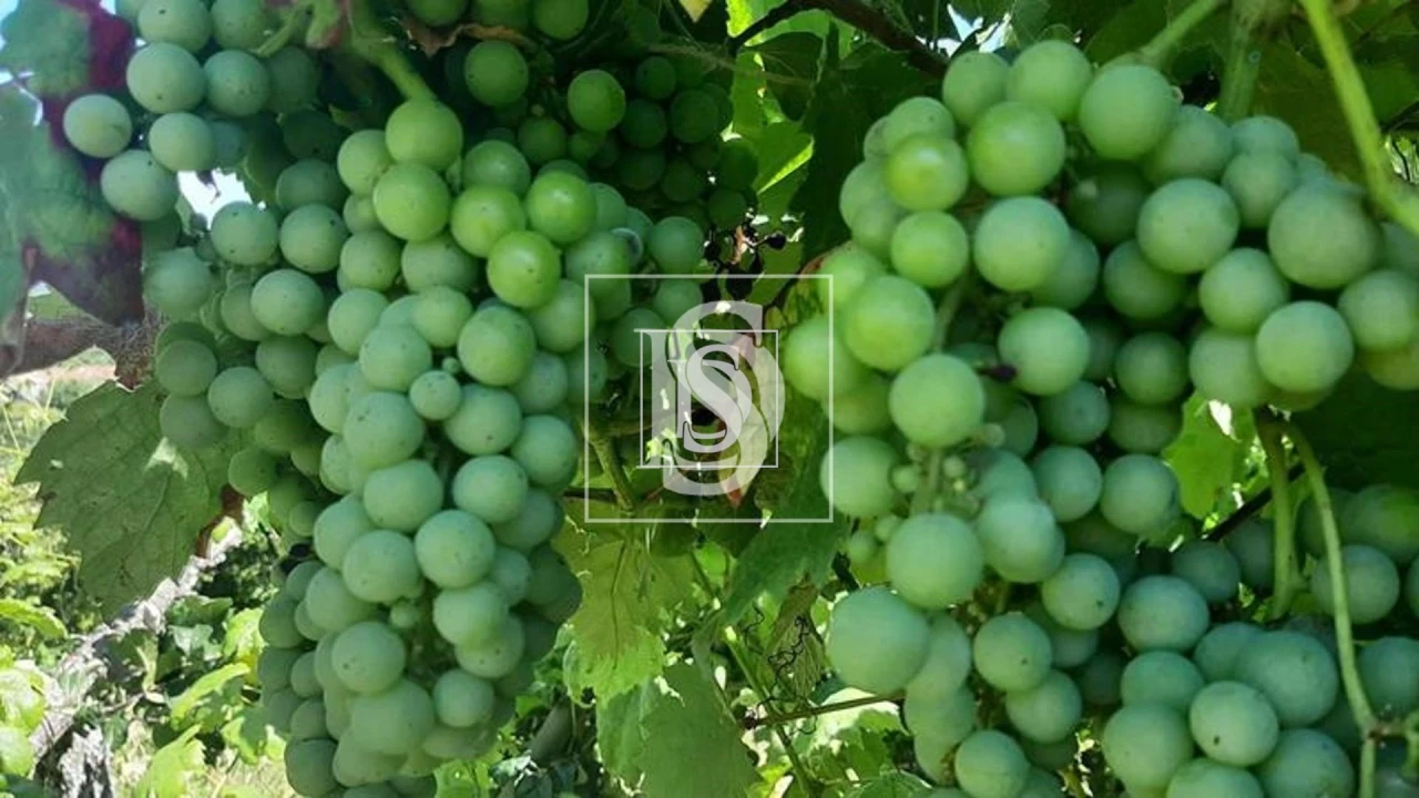 Quinta T3 para Venda em Telões Foto 14