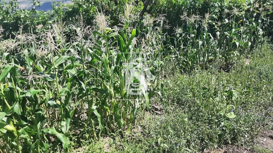 Quinta T3 para Venda em Telões Foto 5