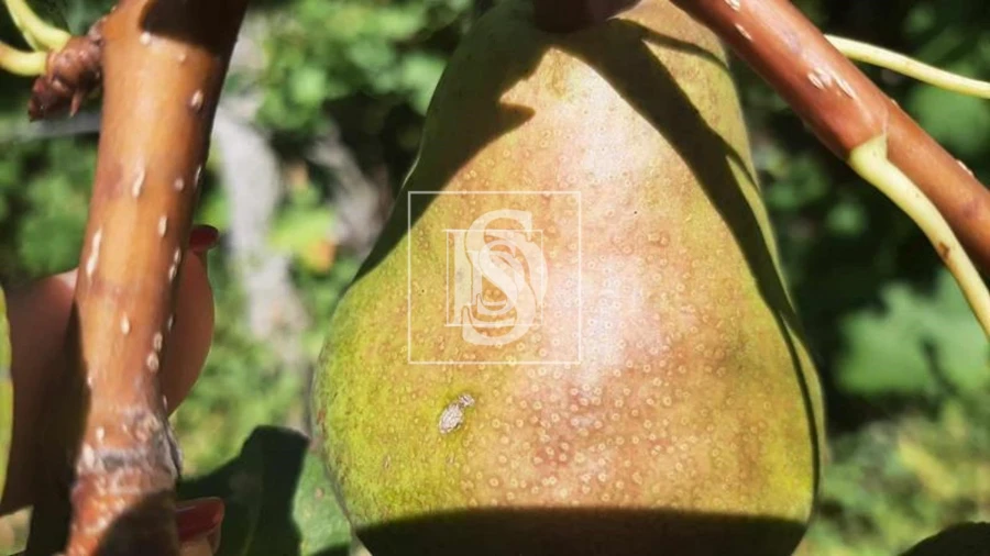 Quinta T3 para Venda em Telões Foto 13