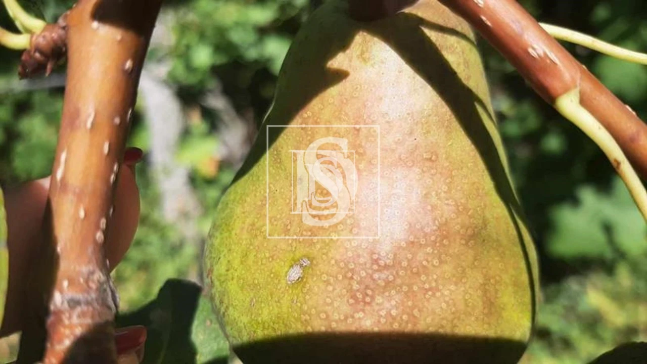 Quinta T3 para Venda em Telões Foto 13