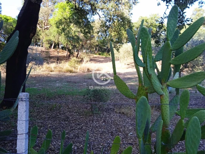 Terreno para Venda em Setubal (São Sebastião) Foto 8