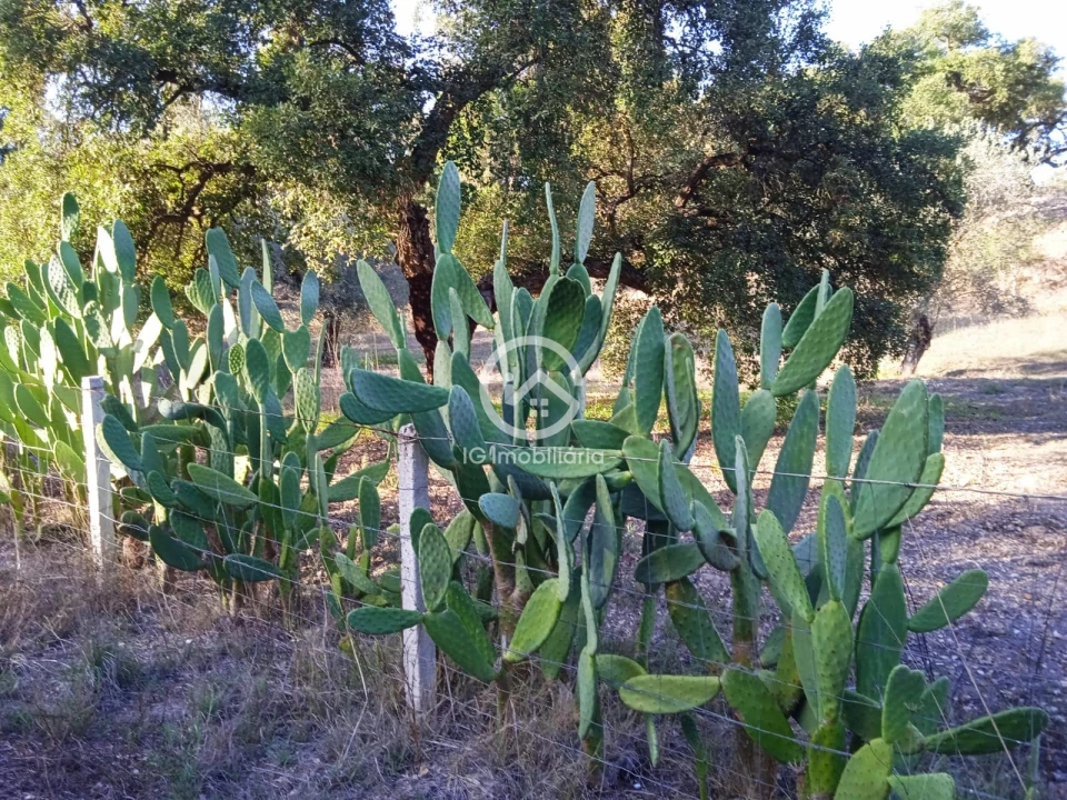 Terreno para Venda em Setubal (São Sebastião) Foto 9