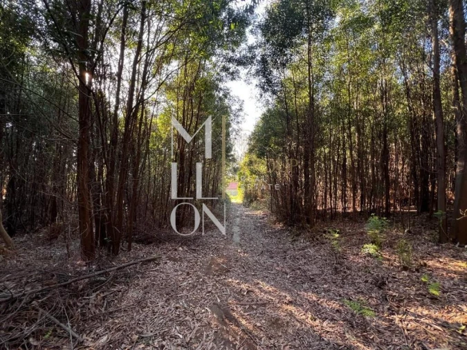 Terreno para Venda em Grijó e Sermonde Foto 4