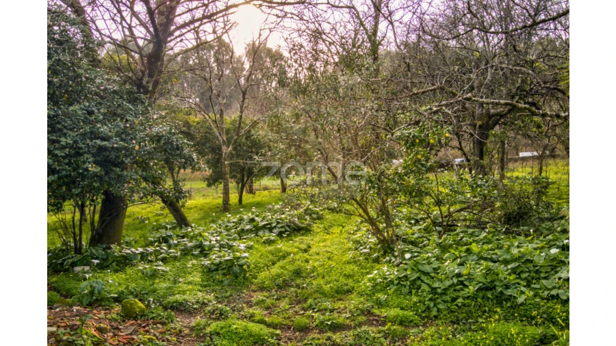 Moradia T4 para Venda em Ribeira do Neiva Foto 11