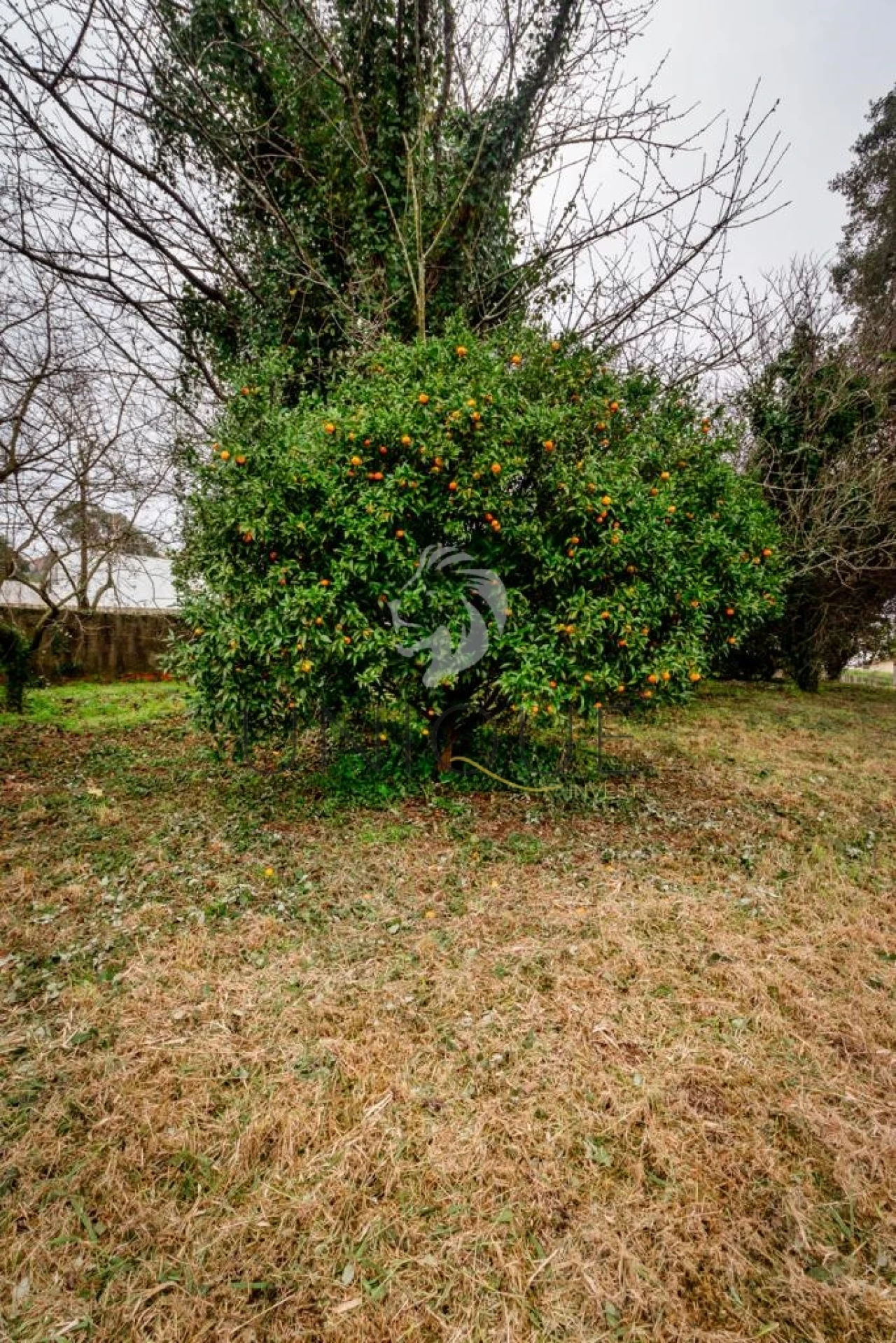 Terreno para Venda em Salreu Foto 11