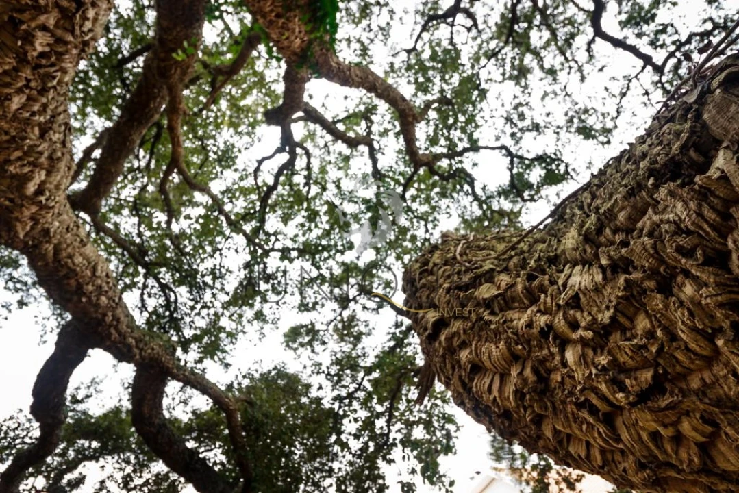 Terreno para Venda em Salreu Foto 13