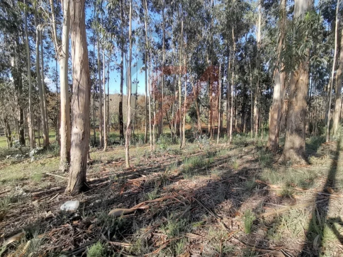 Terreno para Venda em Meixomil Foto 9