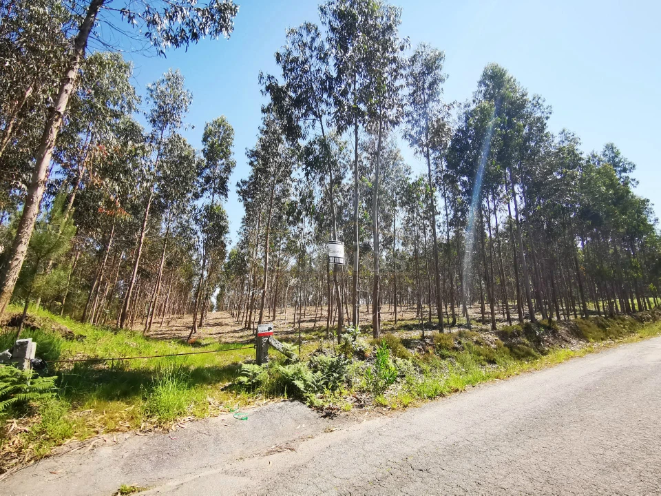Terreno Agricola ou Rústico para Venda em Rates Foto 2