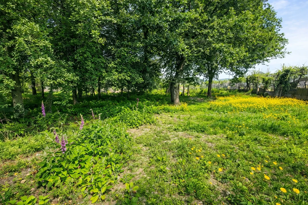 Terreno para Venda em Nespereira e Casais Foto 1