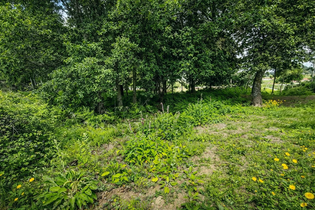 Terreno para Venda em Nespereira e Casais Foto 3