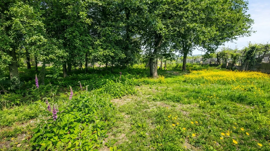 Terreno para Venda em Nespereira e Casais