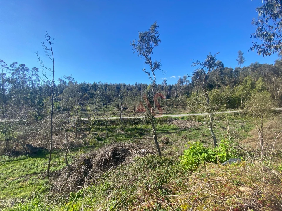 Terreno para Venda em Sousela Foto 4