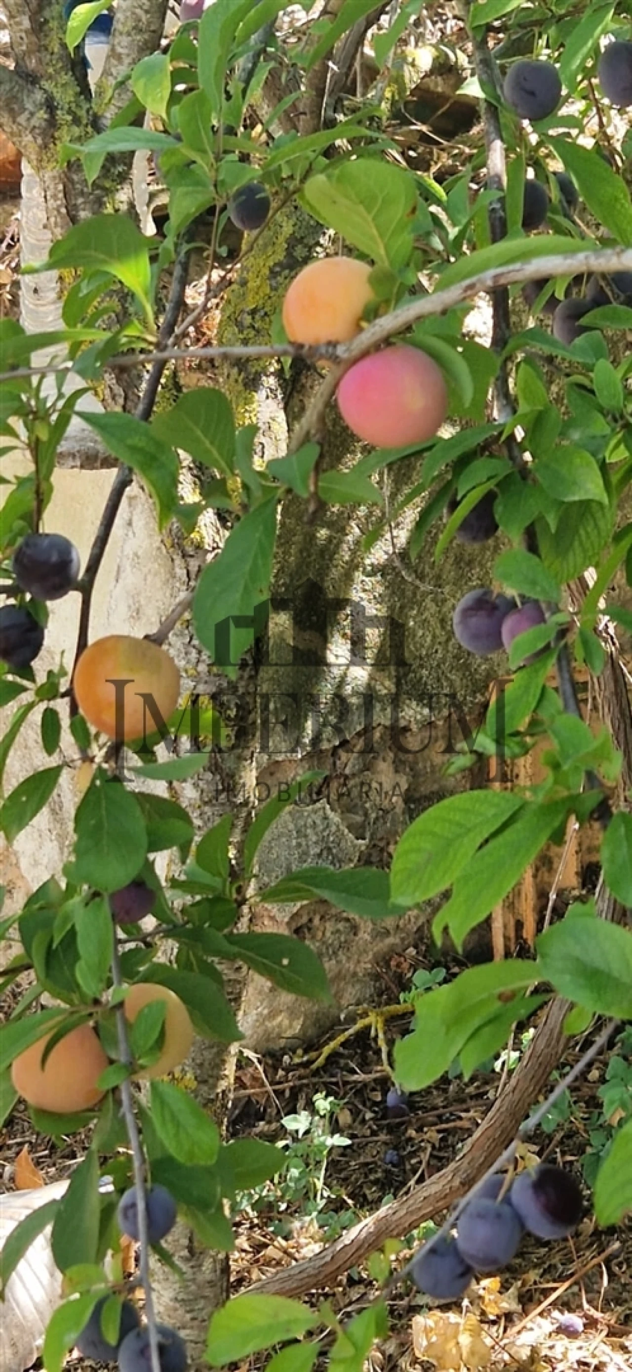 Quinta T0 para Venda em Meca Foto 9