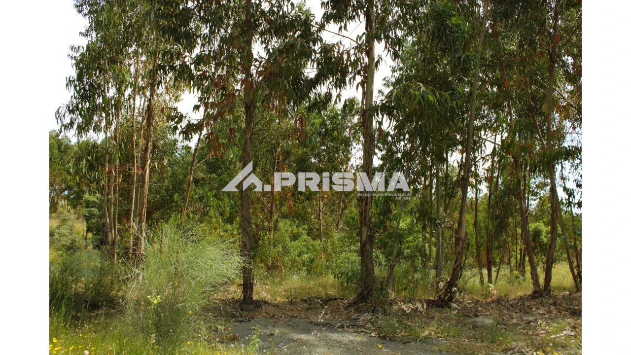 Quinta para Venda em Escalos de Baixo e Mata Foto 14