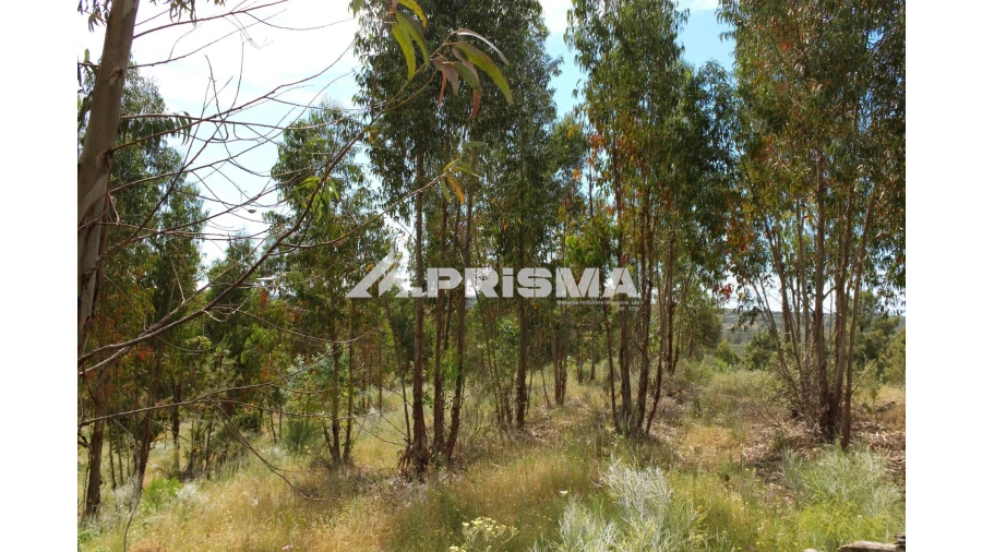 Quinta para Venda em Escalos de Baixo e Mata Foto 13