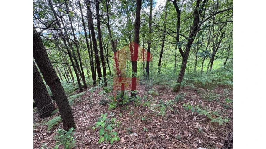 Terreno para Venda em Sande, Vilarinho, Barros e Gomide Foto 3