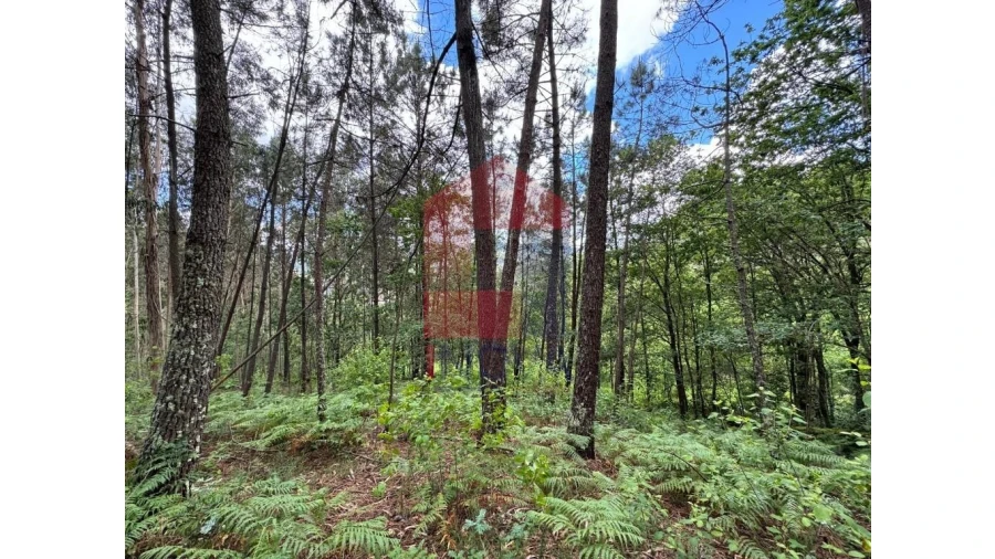 Terreno para Venda em Sande, Vilarinho, Barros e Gomide Foto 8