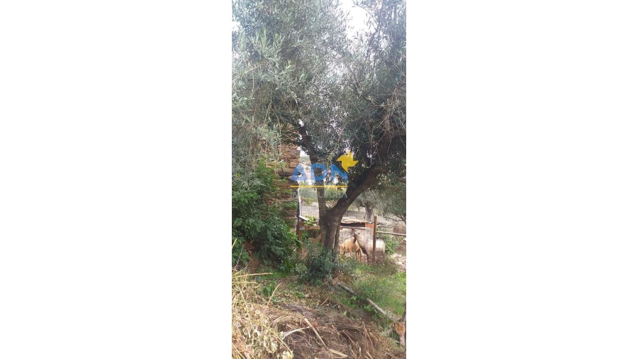 Terreno para Venda em Janeiro de Cima e Bogas de Baixo Foto 10