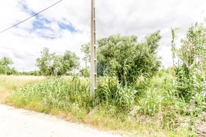Terreno Agricola ou Rústico para Venda em Alcanhões