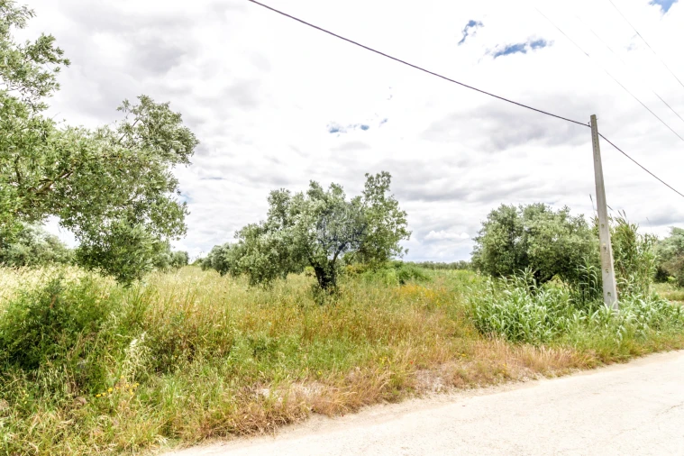 Terreno Agricola ou Rústico para Venda em Alcanhões Foto 2