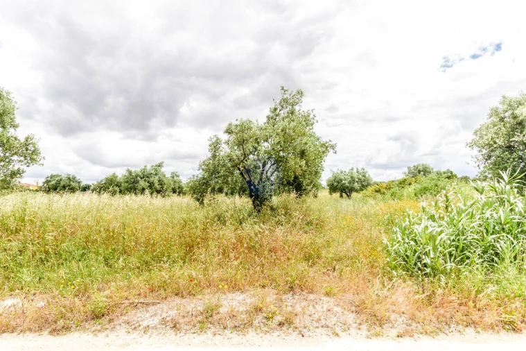 Terreno Agricola ou Rústico para Venda em Alcanhões Foto 4