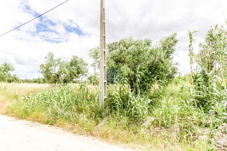 Terreno Agricola ou Rústico para Venda em Alcanhões Foto 3
