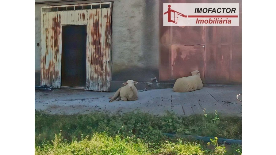 Quinta para Venda em Castelo Branco Foto 8