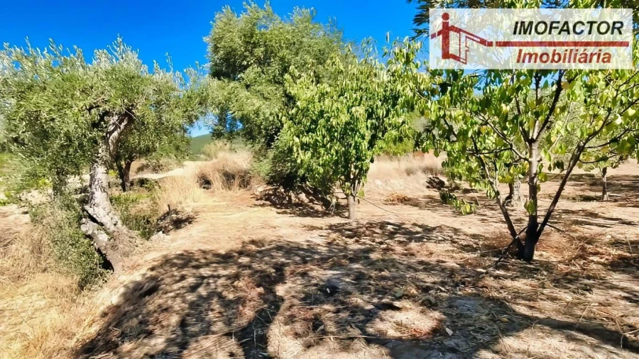 Quinta para Venda em Vale de Prazeres e Mata da Rainha Foto 29