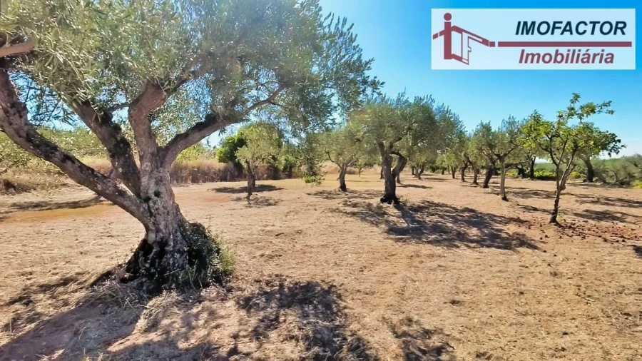 Quinta para Venda em Vale de Prazeres e Mata da Rainha Foto 25