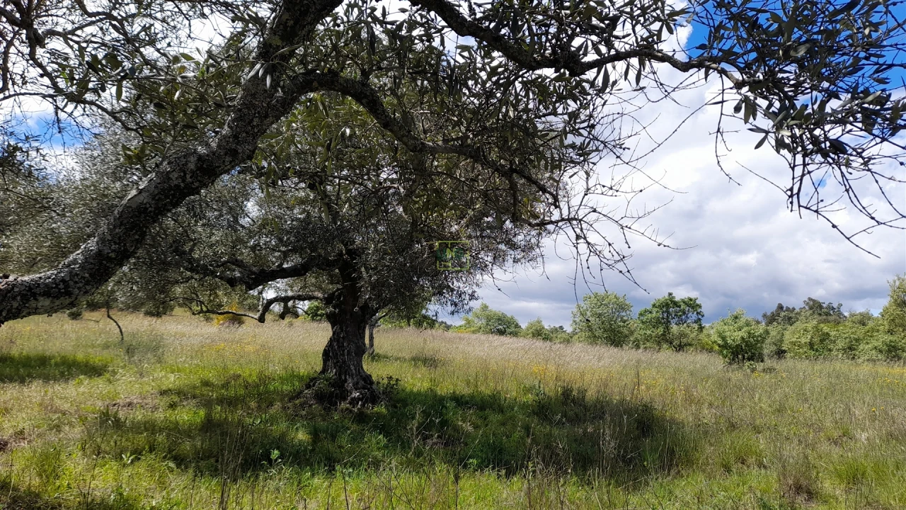 Quinta T4 para Venda em Vale de Prazeres e Mata da Rainha Foto 9