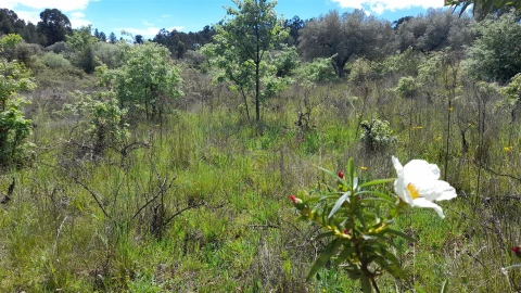 Quinta T4 para Venda em Vale de Prazeres e Mata da Rainha