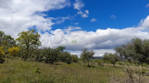 Quinta T4 para Venda em Vale de Prazeres e Mata da Rainha