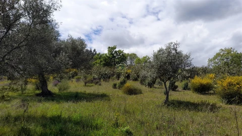 Quinta T4 para Venda em Vale de Prazeres e Mata da Rainha
