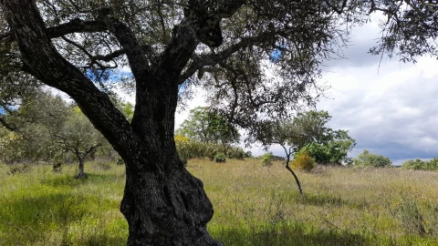 Quinta T4 para Venda em Vale de Prazeres e Mata da Rainha
