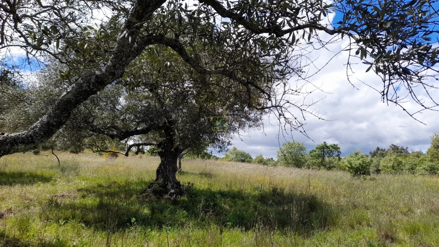 Quinta T4 para Venda em Vale de Prazeres e Mata da Rainha Foto 9