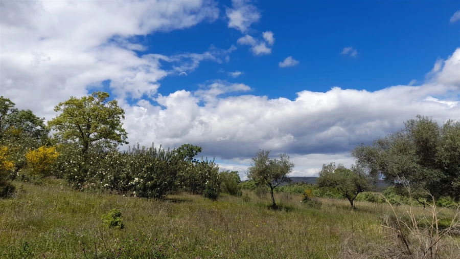 Quinta T4 para Venda em Vale de Prazeres e Mata da Rainha Foto 9