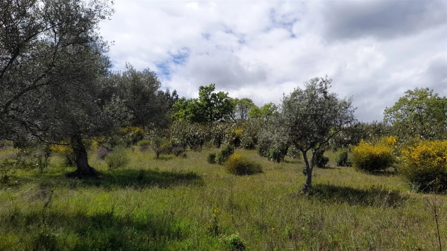 Quinta T4 para Venda em Vale de Prazeres e Mata da Rainha Foto 10