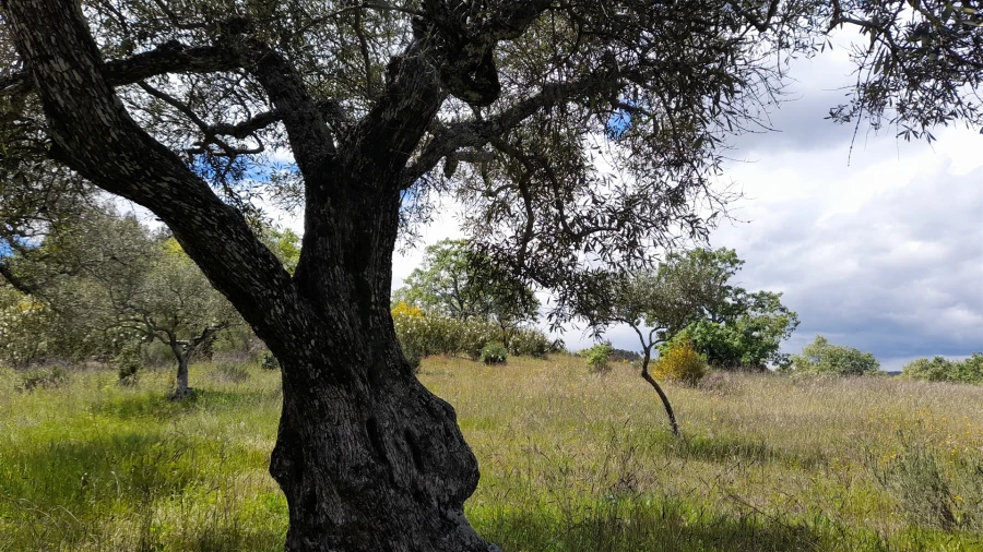 Quinta T4 para Venda em Vale de Prazeres e Mata da Rainha Foto 8