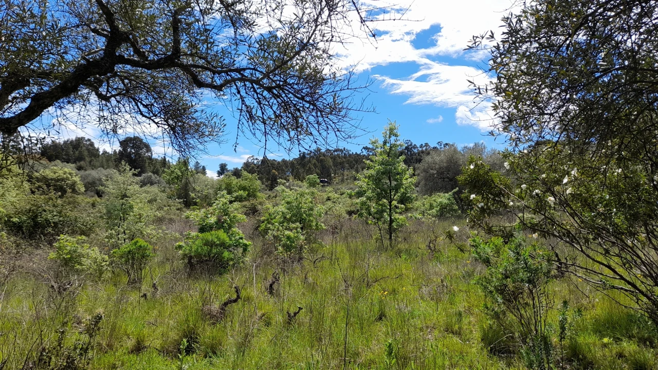 Quinta T4 para Venda em Vale de Prazeres e Mata da Rainha Foto 11
