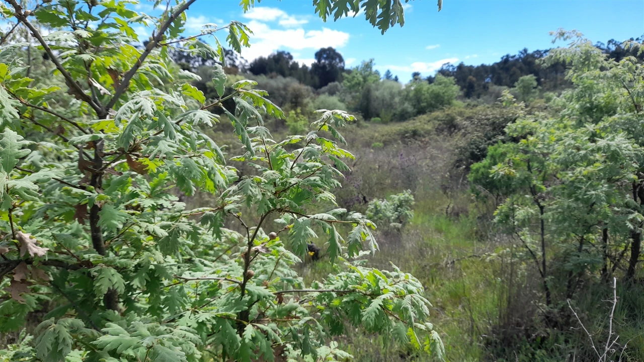 Quinta T4 para Venda em Vale de Prazeres e Mata da Rainha Foto 13