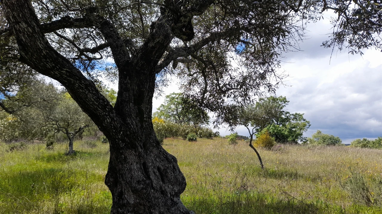 Quinta T4 para Venda em Vale de Prazeres e Mata da Rainha Foto 8