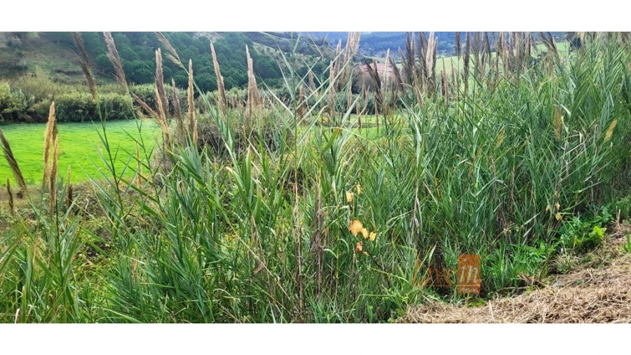 Terreno Agricola ou Rústico para Venda em Enxara do Bispo, Gradil e Vila Franca do Rosário Foto 8